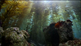 Nature - Season 44 Episode 08